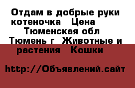 Отдам в добрые руки котеночка › Цена ­ 10 - Тюменская обл., Тюмень г. Животные и растения » Кошки   